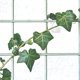 thumbnail image 4 of CRILSTYLEO 20Ud Accesorio Para Sujetar Plantas En Pared Transparente Fuerte Y Duradero, 4 of 8
