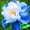 A, variant on Peony, Low Maintenance - Easy Grow - Ideal for Beds Borders, Plant Pots & Planters