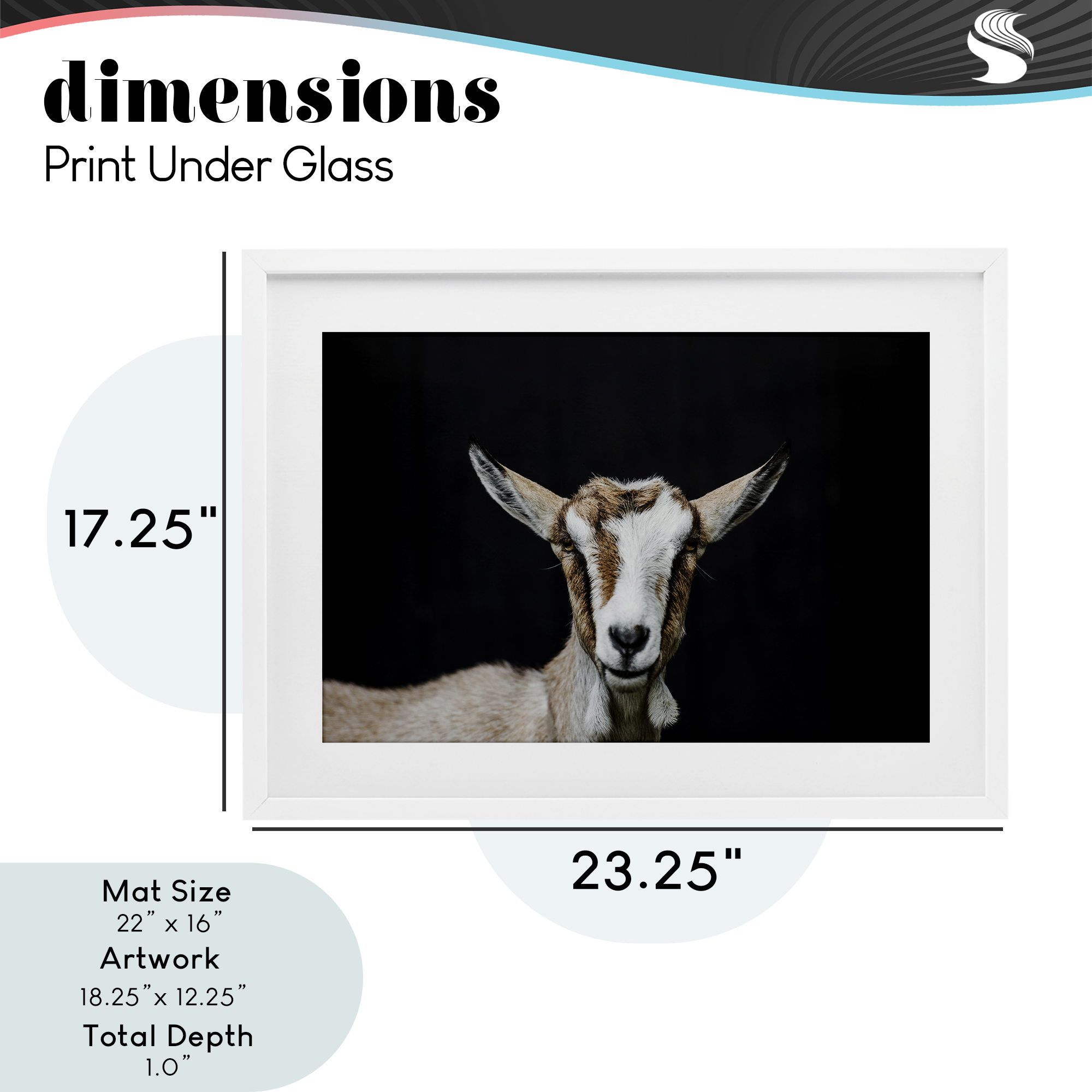 Goat Face over Black White Framed Print Under Glass, design by Amy Carroll