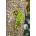 thumbnail image 2 of Welling, Dave 11x14 White Modern Wood Framed Museum Art Print Titled - TX, McAllen Green parakeets at cavity nest, 2 of 4