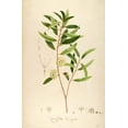 thumbnail image 2 of Carlson, Tina 22x32 Black Ornate Wood Framed with Double Matting Museum Art Print Titled - Vintage Botanical 194, 2 of 4