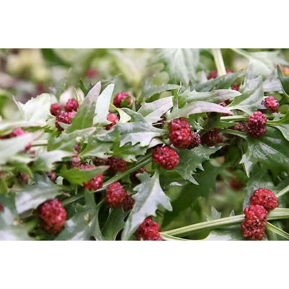 100 STRAWBERRY STICKS / SPINACH Chenopodium Foliosum Fruit Berry Seeds