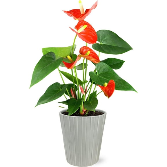 Just Add Ice 14-18" Tall Coral Anthurium Live Plant in 5" Moss Topped Grey Ceramic Pot, House Plant