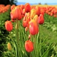 thumbnail image 6 of Tulip Flower Bulbs Single Form, Avignon from Easy to Grow Bulbs, 6 of 6