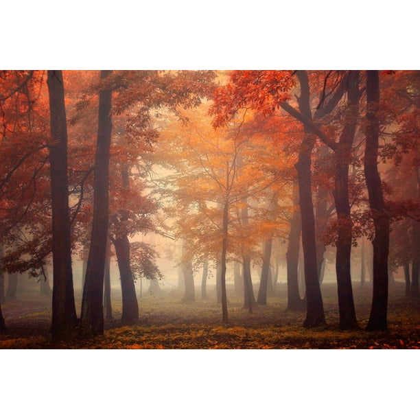 Feel Autumn Misty Forest Fall Tree Landscape Color Photography Print Wall Art By Ildiko Neer Walmart Com Walmart Com