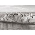 thumbnail image 2 of Pangea Images 24x18 White Modern Wood Framed Museum Art Print Titled - Herd of Horses- Camargue, 2 of 4
