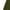Green, variant on Ccpelsie Mens Joggers Sweatpants with Pockets Solid Drawstring Pants(Black,XXL)