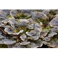 thumbnail image 2 of Jones, Adam 32x23 Gold Ornate Wood Framed with Double Matting Museum Art Print Titled - Turkey tail bracket fungi The Parklands-Louisville-Kentucky, 2 of 4