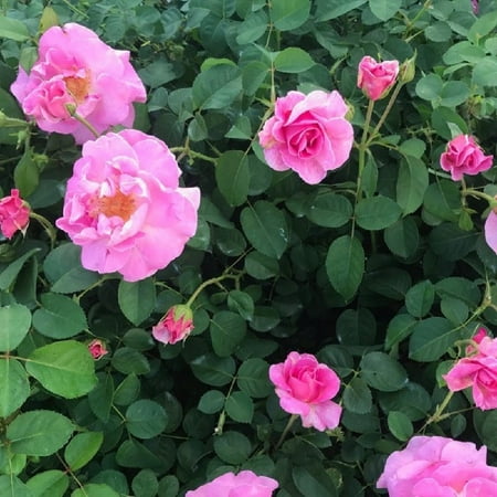Brindabella First Lady Shrub Rose - One of the World's Most Fragrant - 4