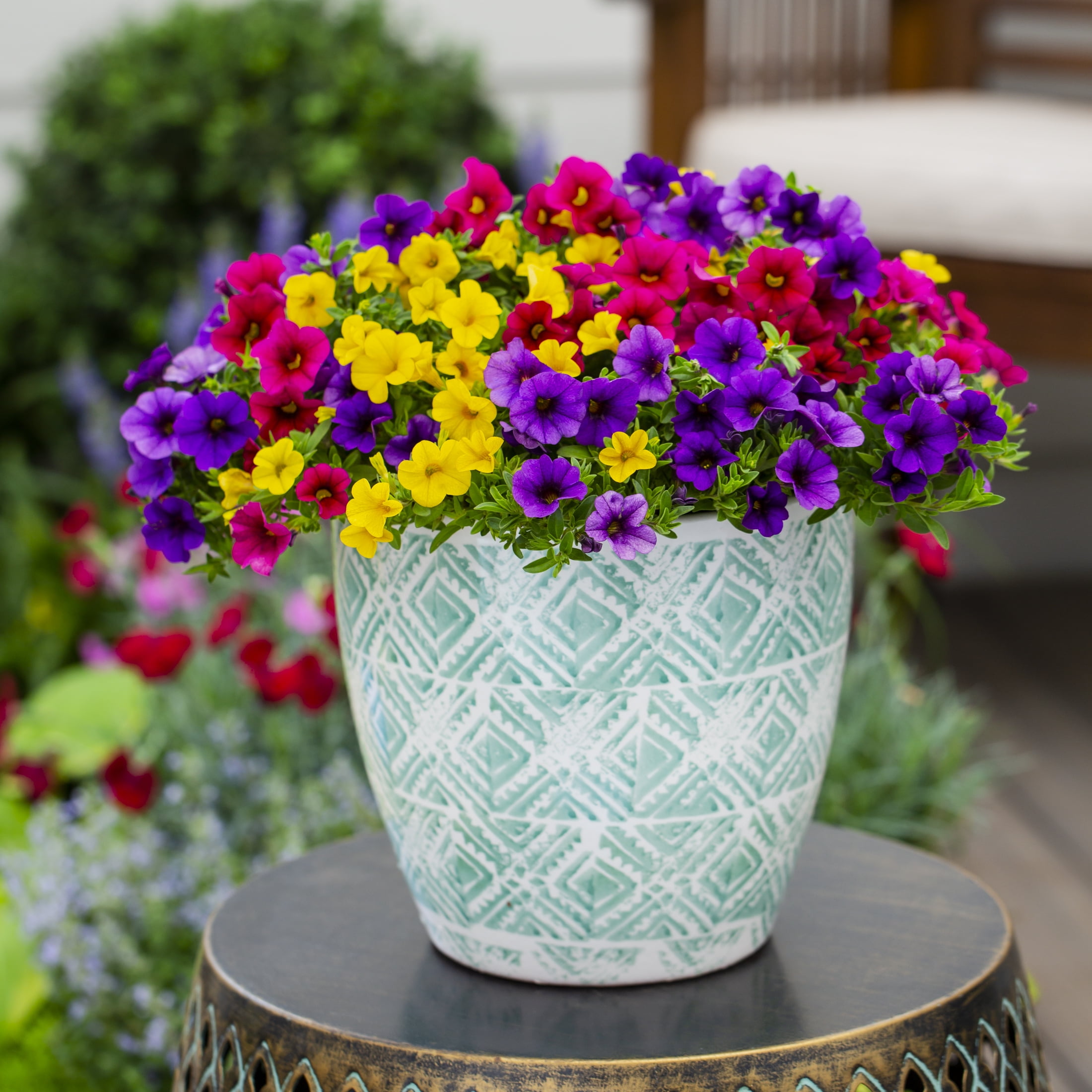 Containers Made Easy 1.5gal Multicolor Calibrachoa Sundance Mix Live Annual Plant Sun