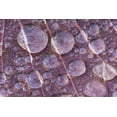thumbnail image 2 of Paulson, Don 24x17 Black Ornate Wood Framed with Double Matting Museum Art Print Titled - Washington, Seabeck Detail of dew on a leaf, 2 of 4