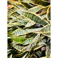 thumbnail image 2 of Houseplant Easy Care Three Plant Starter Pack. 4 Snake Plant, Jade & Song of India includes White Cover Pots, 2 of 6