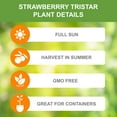 thumbnail image 3 of Garden State Bulb Tristar Everbearing Strawberry Bare Root Crowns, Non-GMO (Bag of 10) Spring Planting, 3 of 9