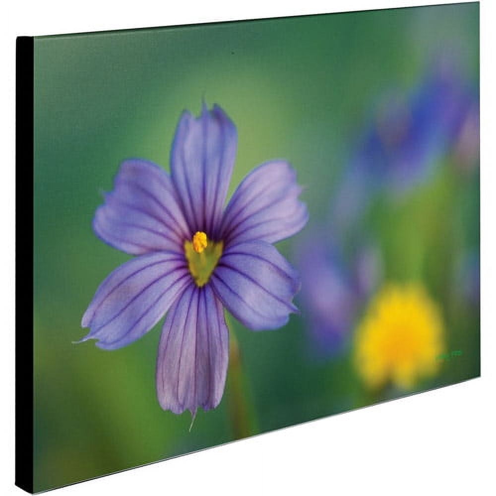 Trademark Fine Art 'Blue Eyed Grass' Canvas Art by Kathy Yates