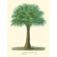 thumbnail image 2 of Van Houtteano, Horto 12x14 Gold Ornate Wood Framed with Double Matting Museum Art Print Titled - Small Palm of the Tropics I, 2 of 4