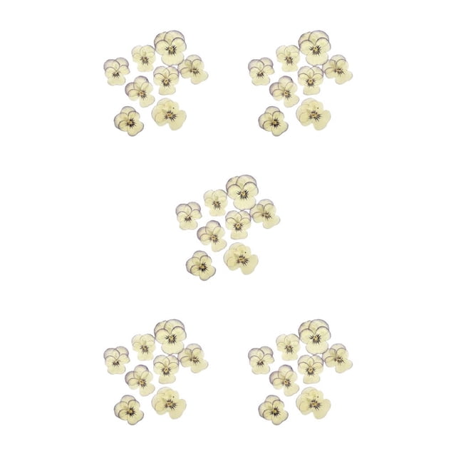 Monstrate 12 Pieces Dried Flower Crafts Simple Exquisite Flowers Style Decor Prop Pressed DIY Craft Accessories Cosmetic Make Type5 NO5