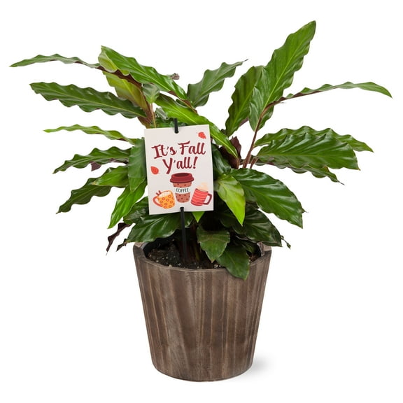 5" Calathea in Brown Wilson Wood Planter – It’s Fall Y’all