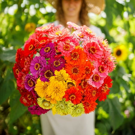 Eden Brothers Zinnia Seeds - Over the Rainbow Mix, Non-GMO Seeds for Planting, 1 lb | Low-Maintenance Flower Seeds, Plant During Spring, Zones 3, 4, 5, 6, 7, 8, 9, 10