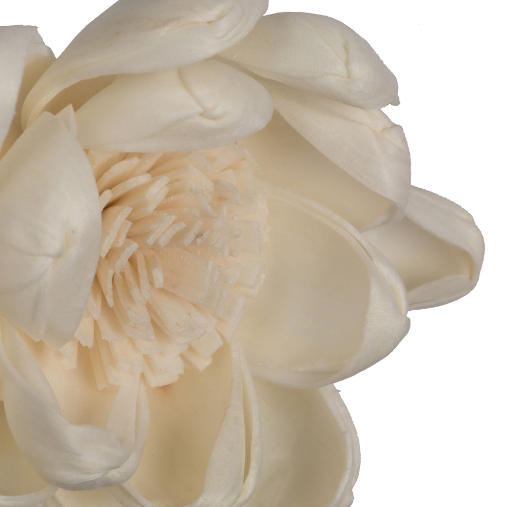 Vickerman 686416 - 1-3" Assorted Crocus Sola Head 24/bg (H7SFL060) Dried and Preserved Flowers