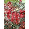 thumbnail image 5 of 25 SCARLET FIRETHORN Pyracantha Coccinea Bush Shrub Flower Seeds, 5 of 5