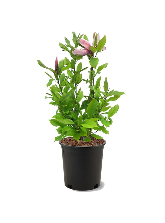 Magnolia Trees in Trees