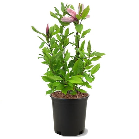 Expert Gardener 2-3 ft tall Alexandrina Japanese Magnolia Live Tree in 5-Gallon Grower Pot