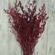 thumbnail image 3 of Almacén virtual Arreglo floral de hierba para amantes Plantas artísticas hechas a mano Flores secas naturales Nomeolvides 1 paquete Borgoña Shopeej Embargoed ANGGREK  Otros, 3 of 3