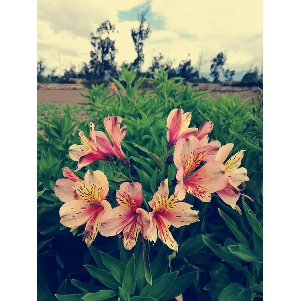 Laminated Poster Spring Plants Astromelias Flowers Nature Garden Poster Print 20 X 30 Walmart Com Walmart Com