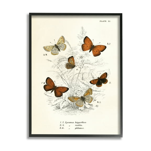 Stupell Industries Vintage Butterfly Studies Animals & Insects Painting Black Framed Art Print Wall Art, 11 x 14