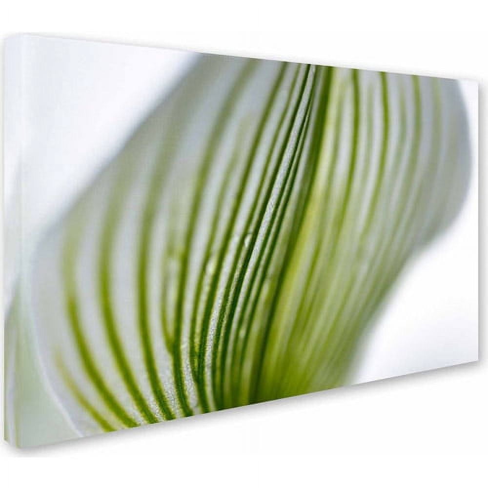 Trademark Fine Art "Orchid Abstract Blurred Lines" Canvas Art by Kurt Shaffer