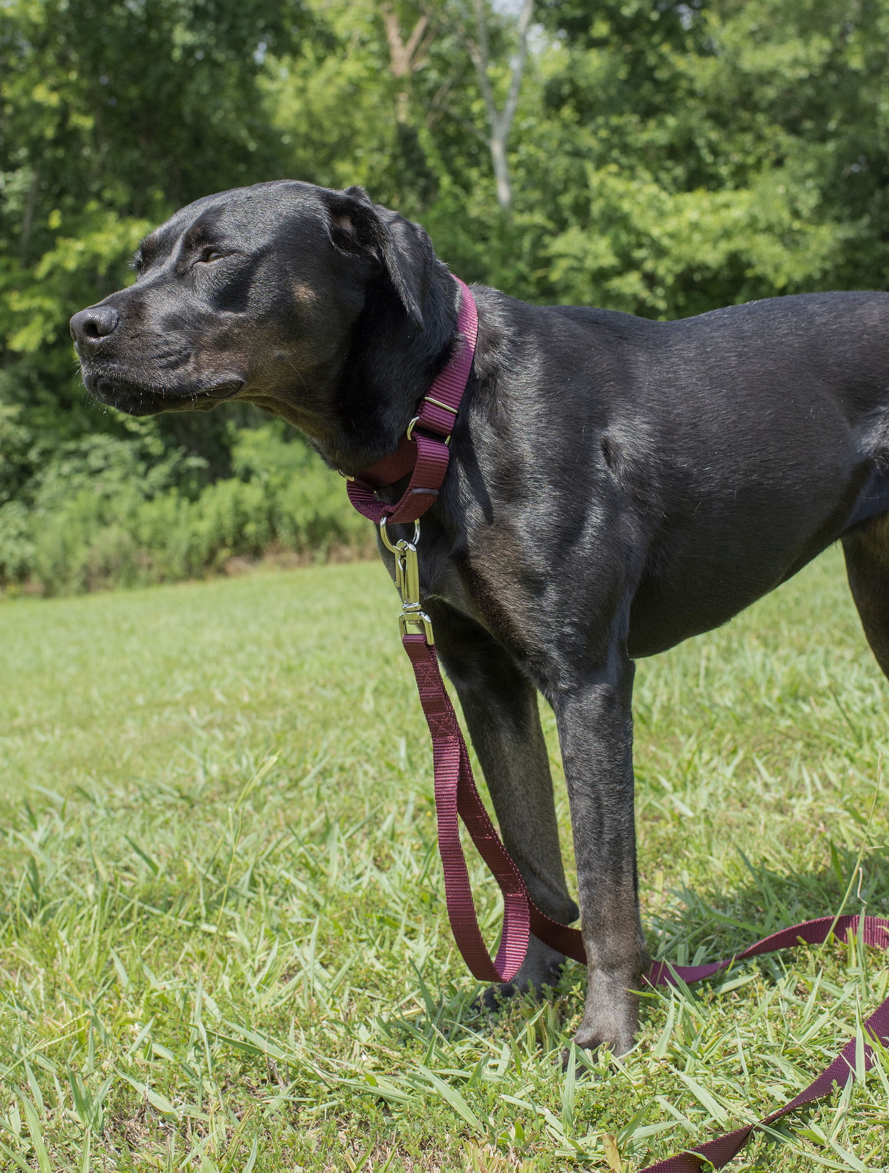 Country Brook Petz® Martingale Nylon Dog Collar & Double Handle Leash - Burgundy - Small