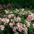 thumbnail image 5 of Encore Azalea Autumn Belle Live Shrub, 5 of 11