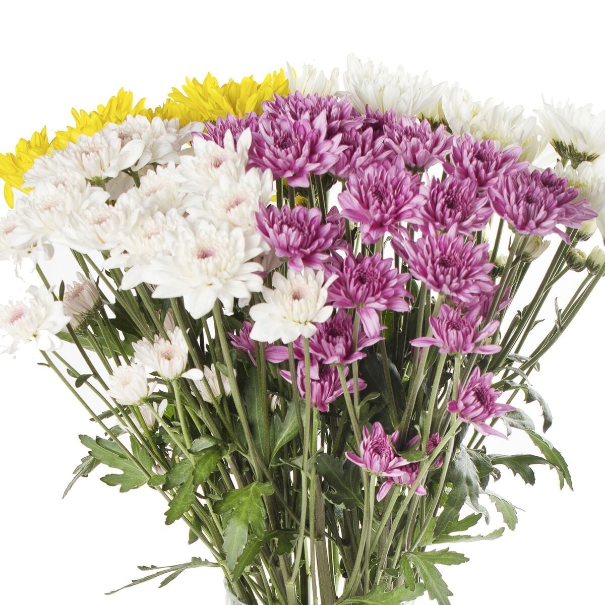 Bloomingmore, Fresh Cut Flowers, Assorted Colors Cushion Poms - 60 Stems