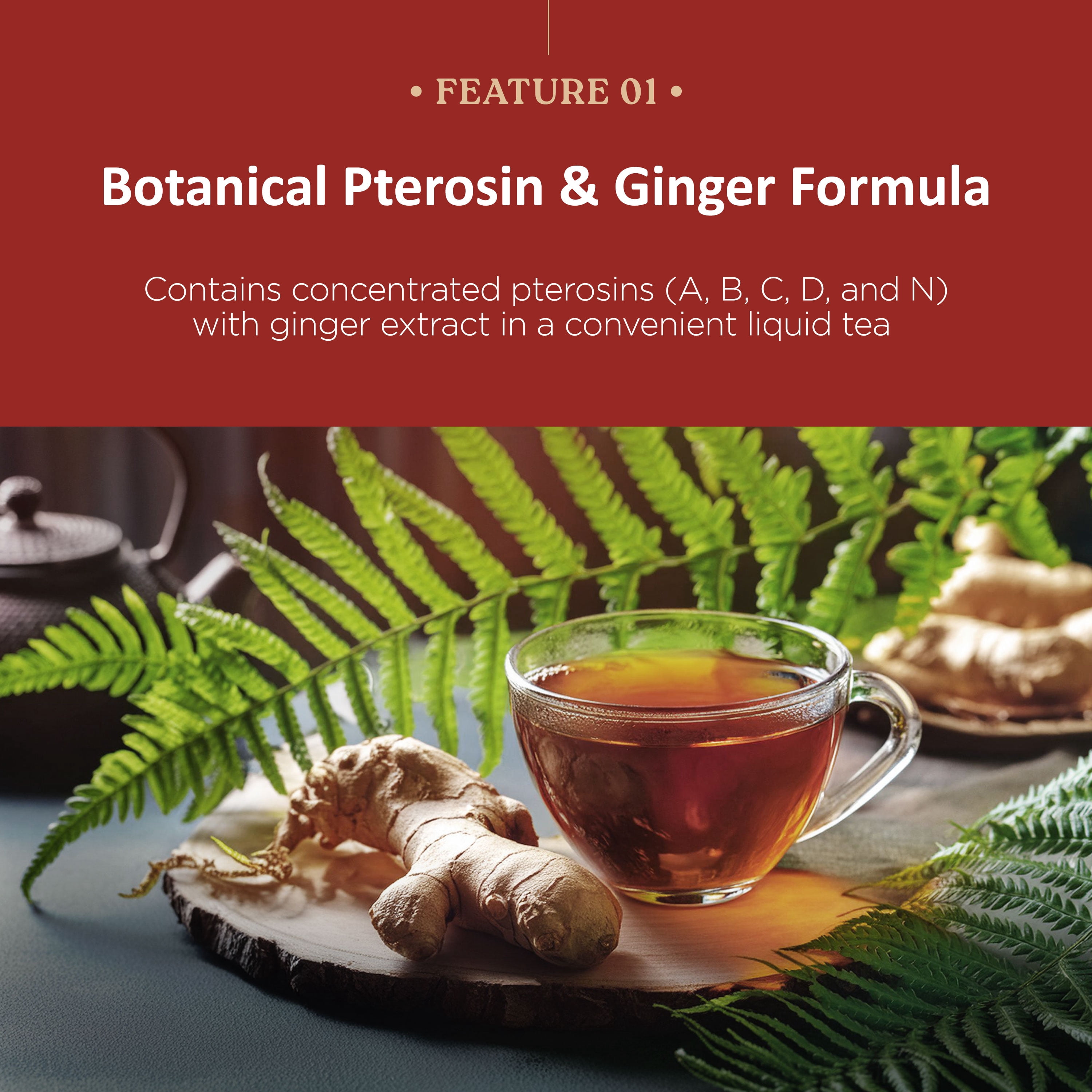 Wonder Pterosin Liquid Tea with Ginger – Herbal Botanical Extract Drink, Ready-to-Drink Wellness Tea Pouches, 2.37 fl oz (70 ml) x 30 Sachets