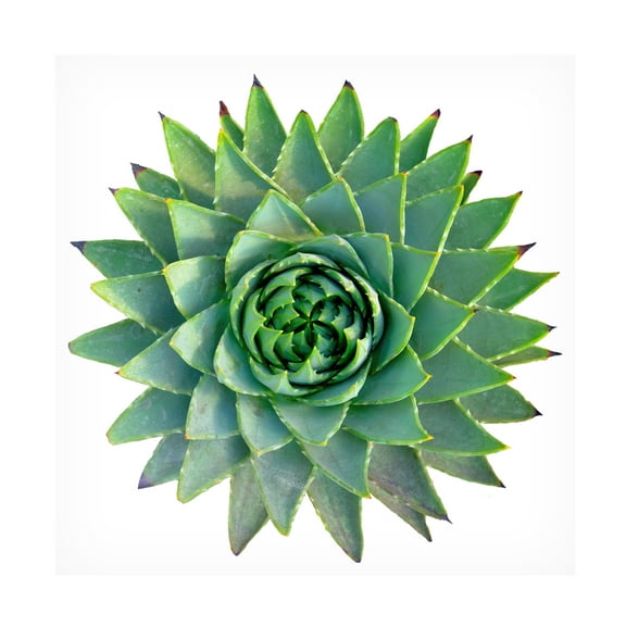 Cora Niele 'Succulent Cut Out 09' Canvas Art