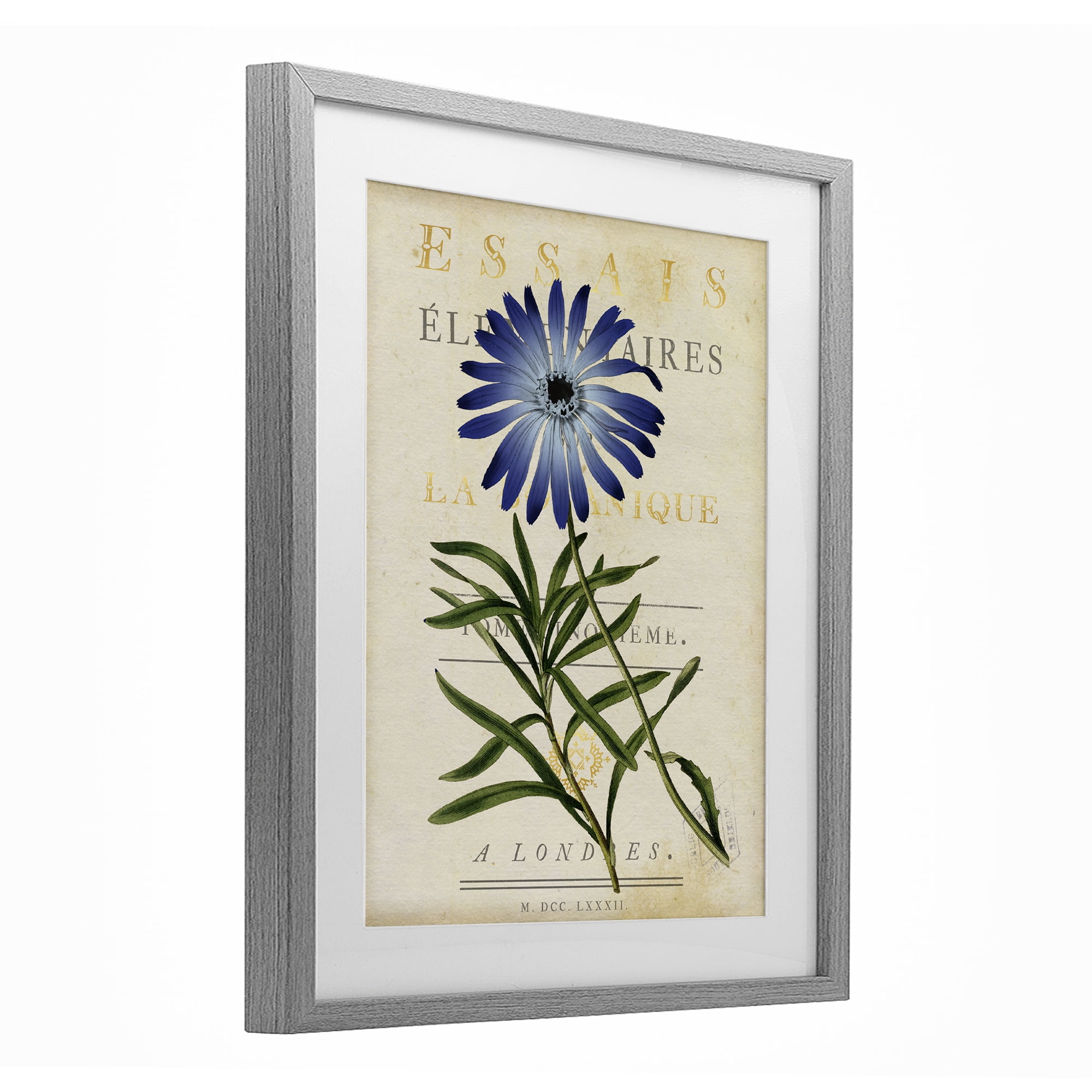 Stupell Industries Natural Botany Daisy Gray Framed Print Under Glass, design by Susan Arnot