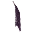 thumbnail image 4 of Vickerman 30" Violet Amaranthus Bundle, Preserved, 4 of 4