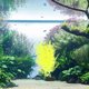 thumbnail image 4 of CRAFTHROU Planta Artificial Hornwort Para Acuario Natural Y En Pecera, 4 of 7