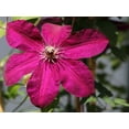 thumbnail image 2 of Clematis Westerplatte - 5 Live Plants in 4 Inch Growers Pots - Clematis 'Westerplatte ' - Starter Plants Ready for The Garden - Beautiful Velvety Red Flowering Vine, 2 of 5