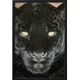 thumbnail image 2 of Black Jaguar, Animals Framed Art Print Wall Art Sold by Art.Com, 2 of 6