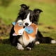 thumbnail image 5 of Juguetes de peluche para perros que hacen ruido, resistentes al rechinamiento de dientes y alivian el dolor. Productos para mascotas para perros pequeños., 5 of 5