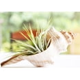 thumbnail image 2 of Beautiful Air Plant (tillandsia) in a Real Fox Conch Shell (5-6") Beach Decor Dorm Office Includes Easy Care Sheet, 2 of 5