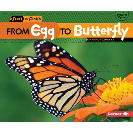 From Egg To Butterfly Walmart Com