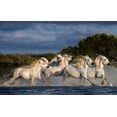 thumbnail image 2 of Ortega, Xavier 24x17 White Modern Wood Framed Museum Art Print Titled - Horses Running Through The Marsh, 2 of 4