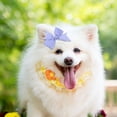 thumbnail image 3 of 8 lazos para perros, bonitos lazos para el pelo de cachorro con pinzas, lazos pequeños, pinzas para el pelo de niña, accesorios para el cuidado del pelo de cachorros para perros medianos y grandes, 3 of 8