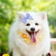 thumbnail image 3 of 8 lazos para perros, bonitos lazos para el pelo de cachorro con pinzas, lazos pequeños, pinzas para el pelo de niña, accesorios para el cuidado del pelo de cachorros para perros medianos y grandes, 3 of 8