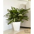 thumbnail image 3 of Nature's Way Farms Aglaonema Silver Bay (25-30 inches tall) in Growers Pot, 3 of 5