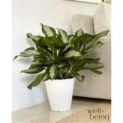 Natures Way Farms Aglaonema Silver Bay (25-30 inches tall) in Growers Pot