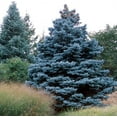 thumbnail image 2 of CZ Grain 100 Blue Spruce Picea Pungens Glauca Plant Seeds, 2 of 3