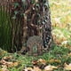 thumbnail image 5 of Puertas de hadas para árboles,puerta de hadas en miniatura para exteriores,decoración de árboles,accesorios de jardín, 5 of 8